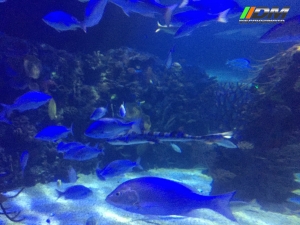 Salida 373 Acuario Simm Discovermoto