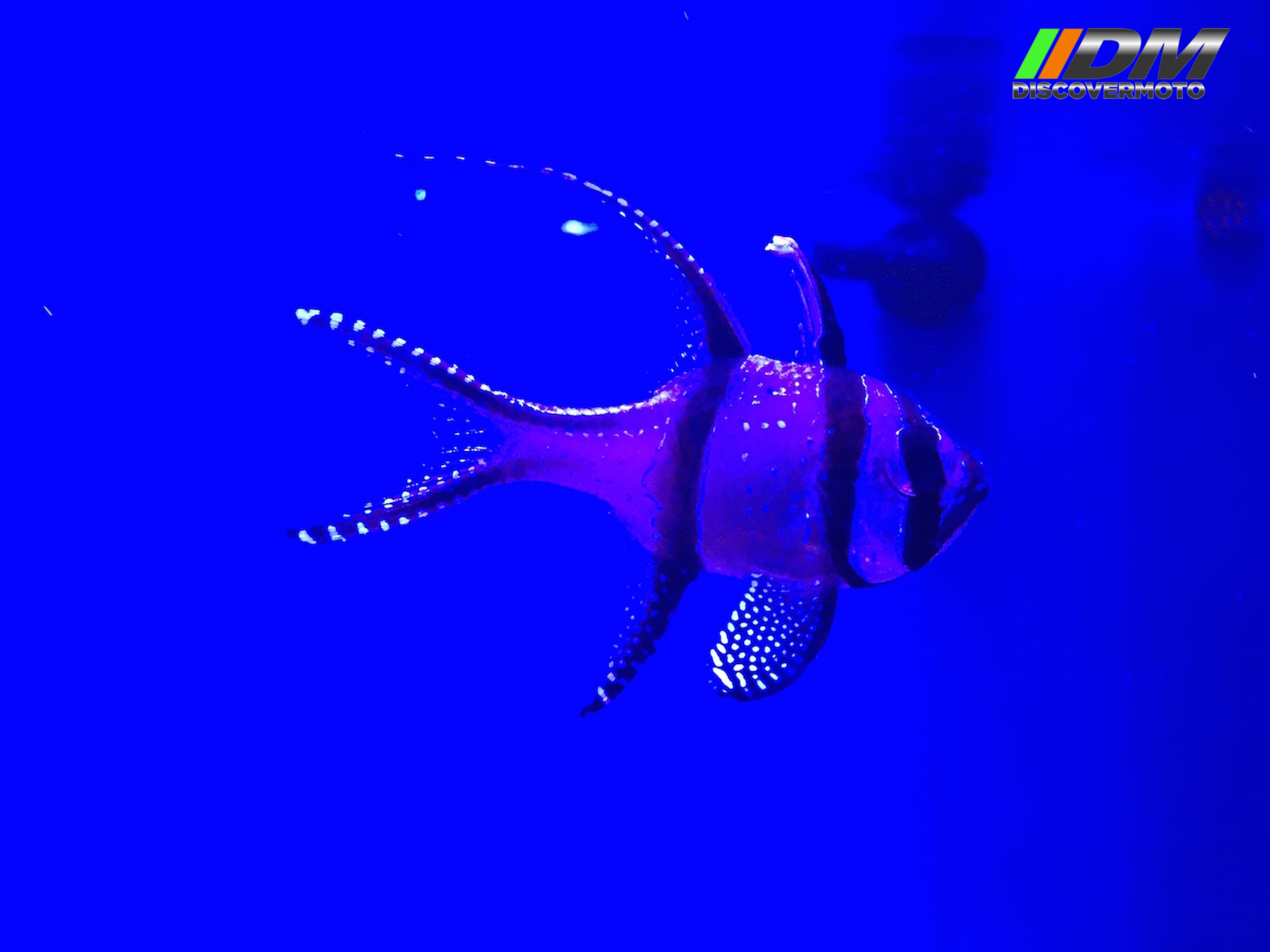 Salida 373 Acuario Simm Discovermoto