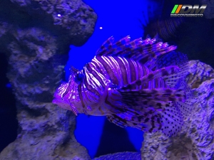 Salida 373 Acuario Simm Discovermoto