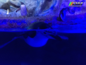 Salida 373 Acuario Simm Discovermoto