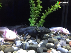 Salida 373 Acuario Simm Discovermoto