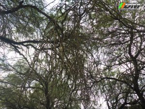 445 Huasteca Potosina