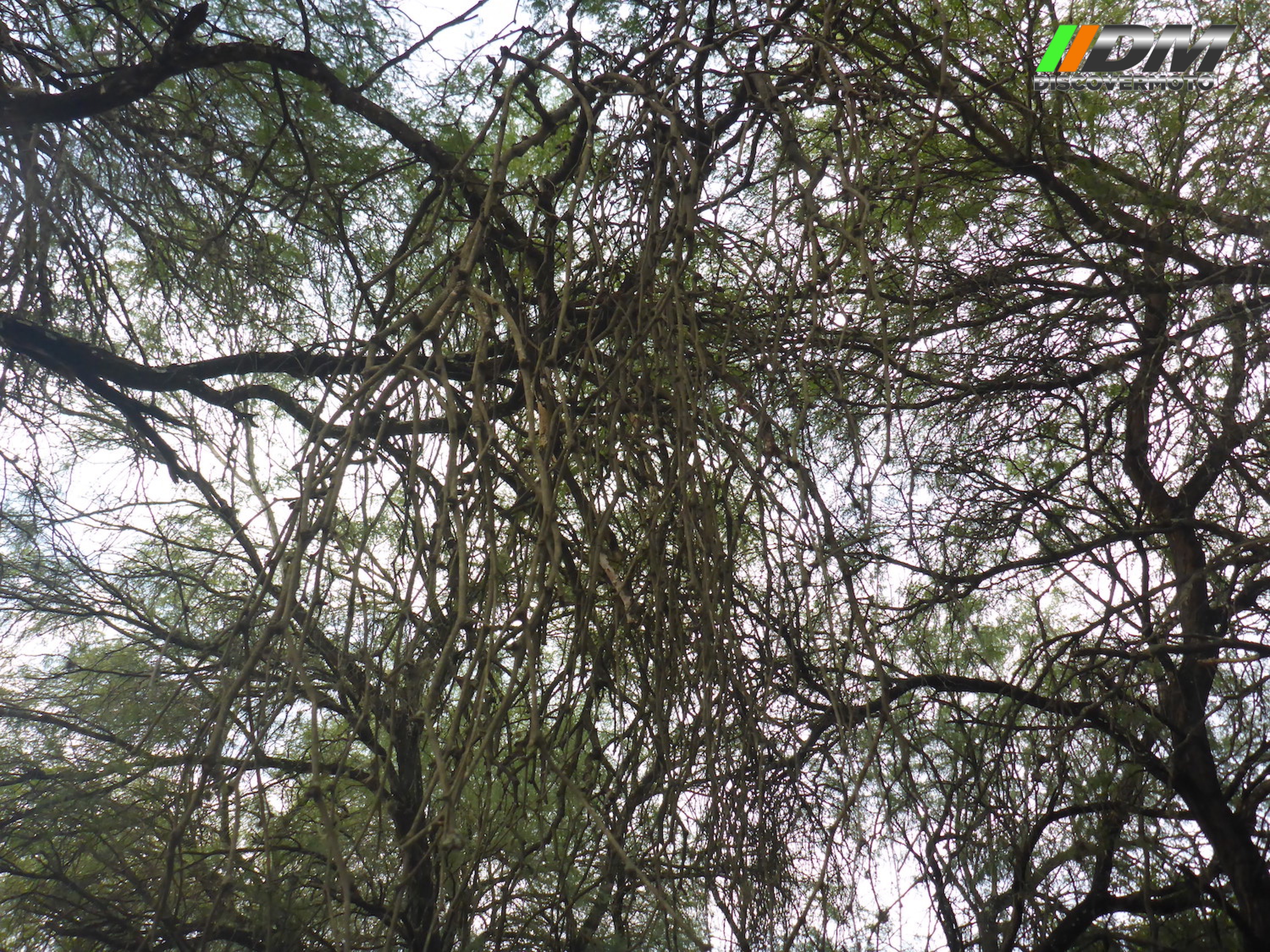 445 Huasteca Potosina