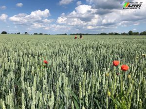 Nórdicos y Bálticos