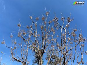 Monterrey 04 Iturbide