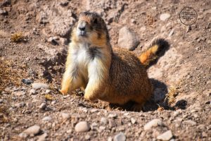 e51014a5-12d0-4b50-bb63-572543d83ede